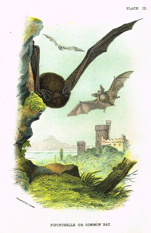 Lydekker's British Mammalia - "PIPISTRELLE or COMMON BAT" - Chromolithograph - 1896