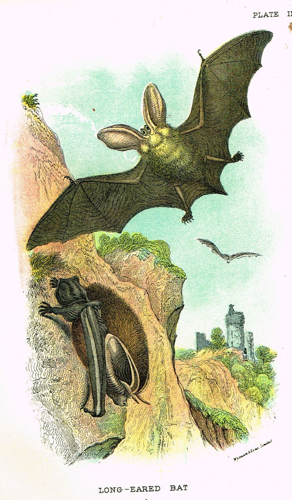 Lydekker's British Mammalia - "LONG-EARED BAT" - Chromolithograph - 1896