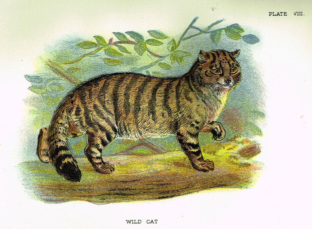 Lydekker's British Mammalia - "WILD CAT" - Chromolithograph - 1896