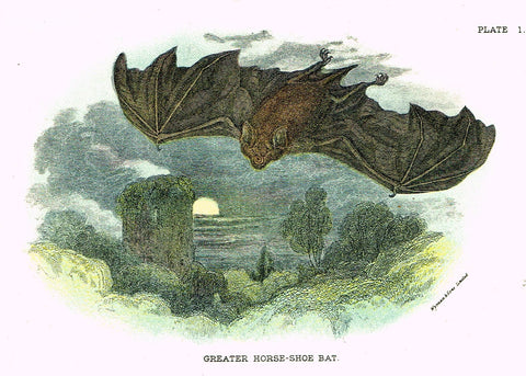 Lydekker's British Mammalia - "GREATER HORSE-SHOE BAT" - Chromolithograph - 1896