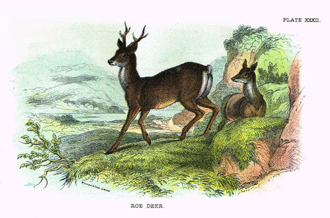 Lydekker's British Mammalia - "ROE DEER" - Chromolithograph - 1896