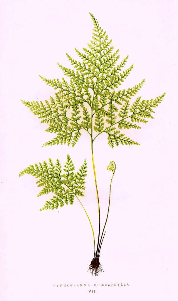 Lowe's Ferns - "GYMNOGRAMMA CHOEROPHYLLA (VIII)" - Chromolithograph - 1856