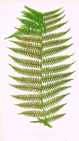 Lowe's Ferns - "PTERIS AQUILINA - PINNA (III)" - Chromolithograph - 1856