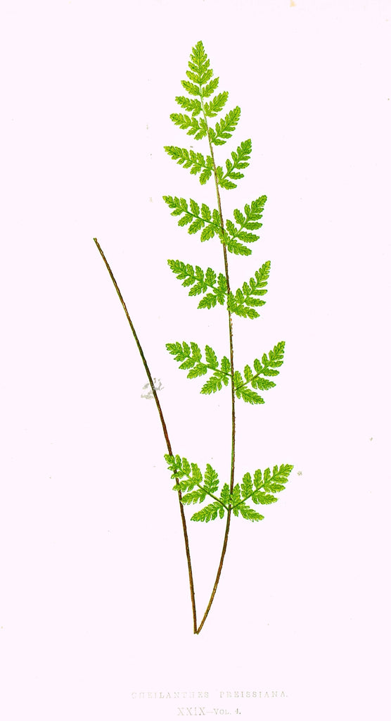 Lowe's Ferns - "CHEILANTHES PREISSIANA (XXIX)" - Chromolithograph - 1856