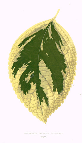 Lowe's Ferns - "HYDRANGEA JAPONICA VARIEGATA (XXV)" - Chromolithograph - 1856