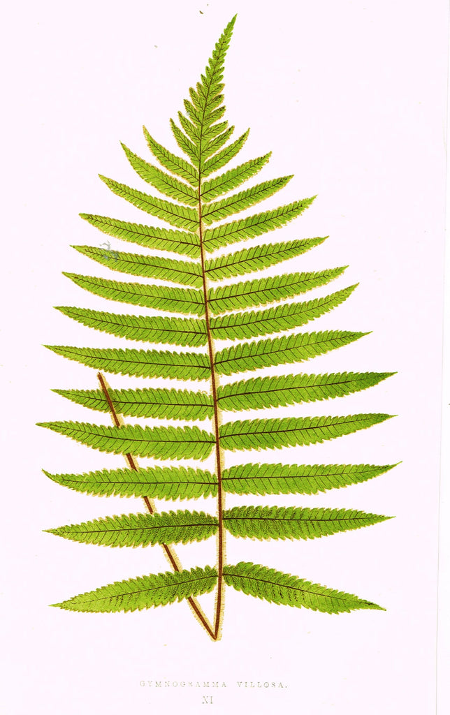 Lowe's Ferns - "GYNOGRAMMA VILLOSA (XI)" - Chromolithograph - 1856