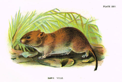 Lydekker's British Mammalia - "BANK VOLE" - Chromolithograph - 1896