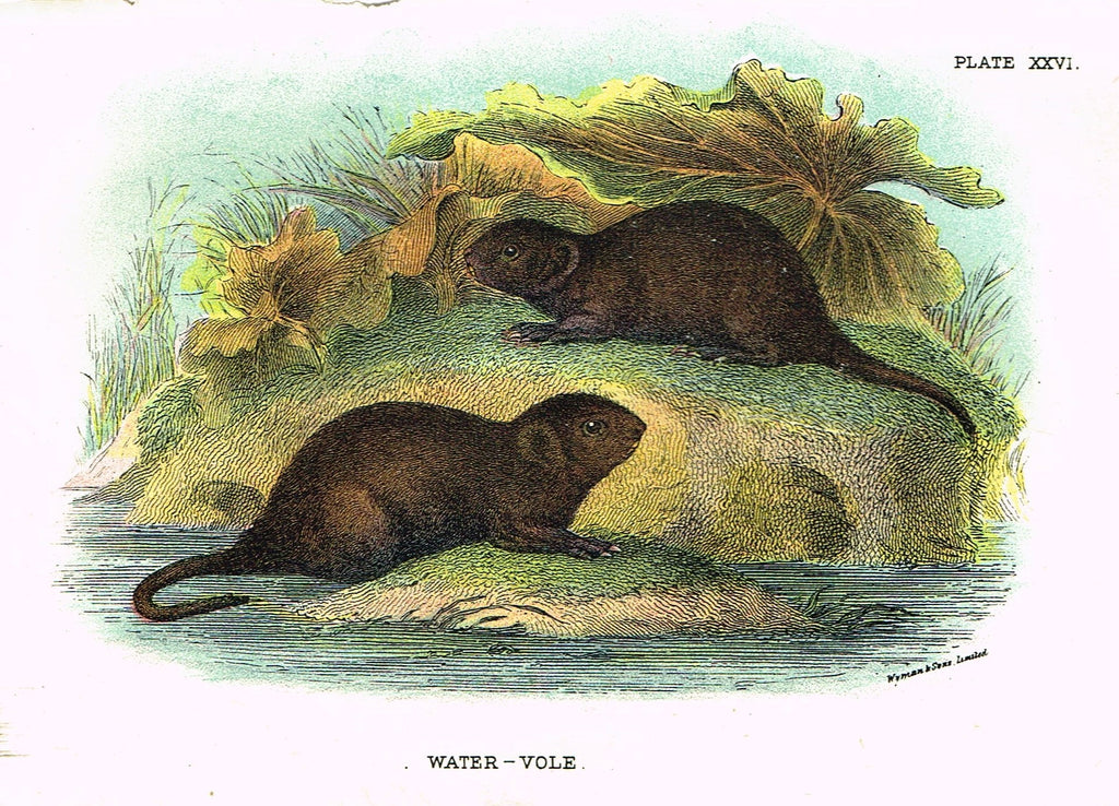 Lydekker's British Mammalia - "WATER VOLE" - Chromolithograph - 1896