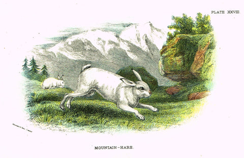 Lydekker's British Mammalia - "MOUNTAIN HARE" - Chromolithograph - 1896
