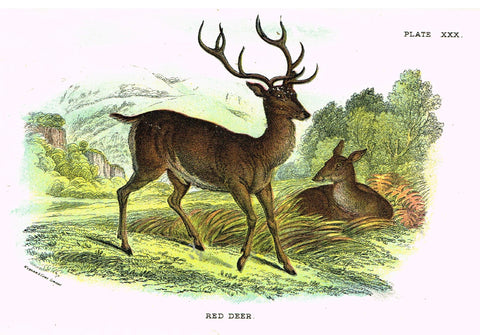 Lydekker's British Mammalia - "RED DEER" - Chromolithograph - 1896