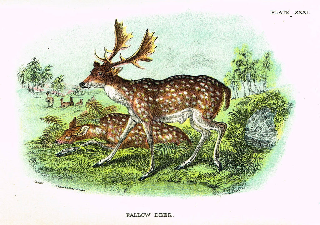 Lydekker's British Mammalia - "FALLOW DEER" - Chromolithograph - 1896