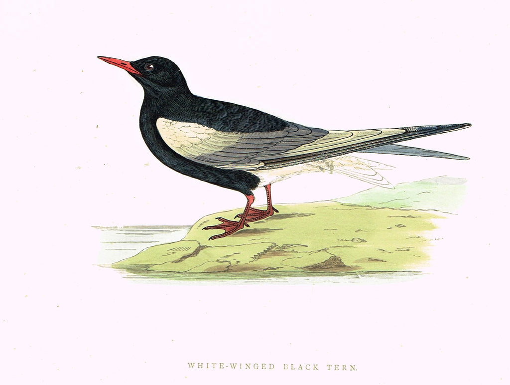 Morris's Birds - "WHITE WINGED BLACK TERN" - Hand Colored Wood Engraving - 1895