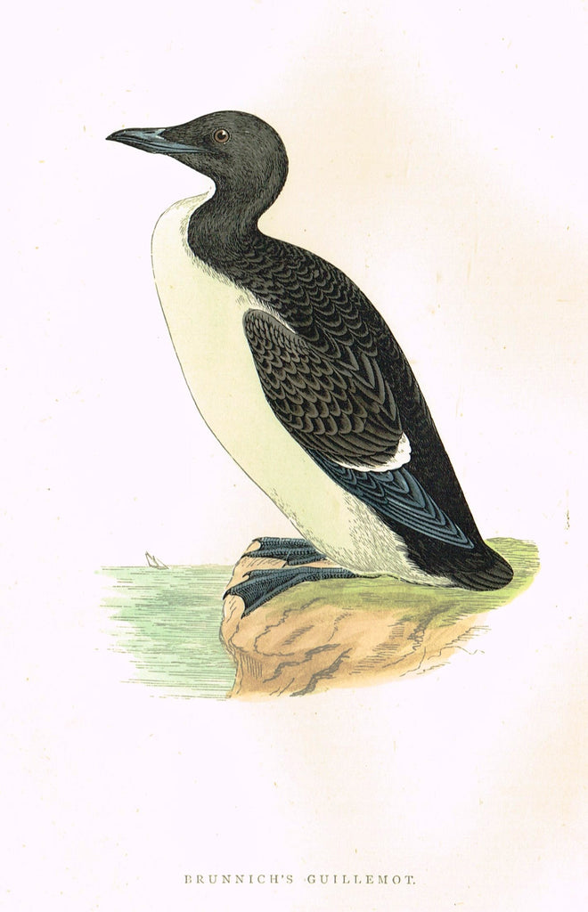 Morris's Birds - "BRUNNICH'S GUILLEMOT" - Hand Colored Wood Engraving - 1895