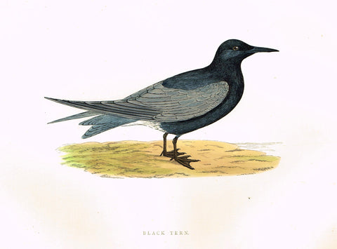 Morris's Birds - "BLACK TERN" - Hand Colored Wood Engraving - 1895