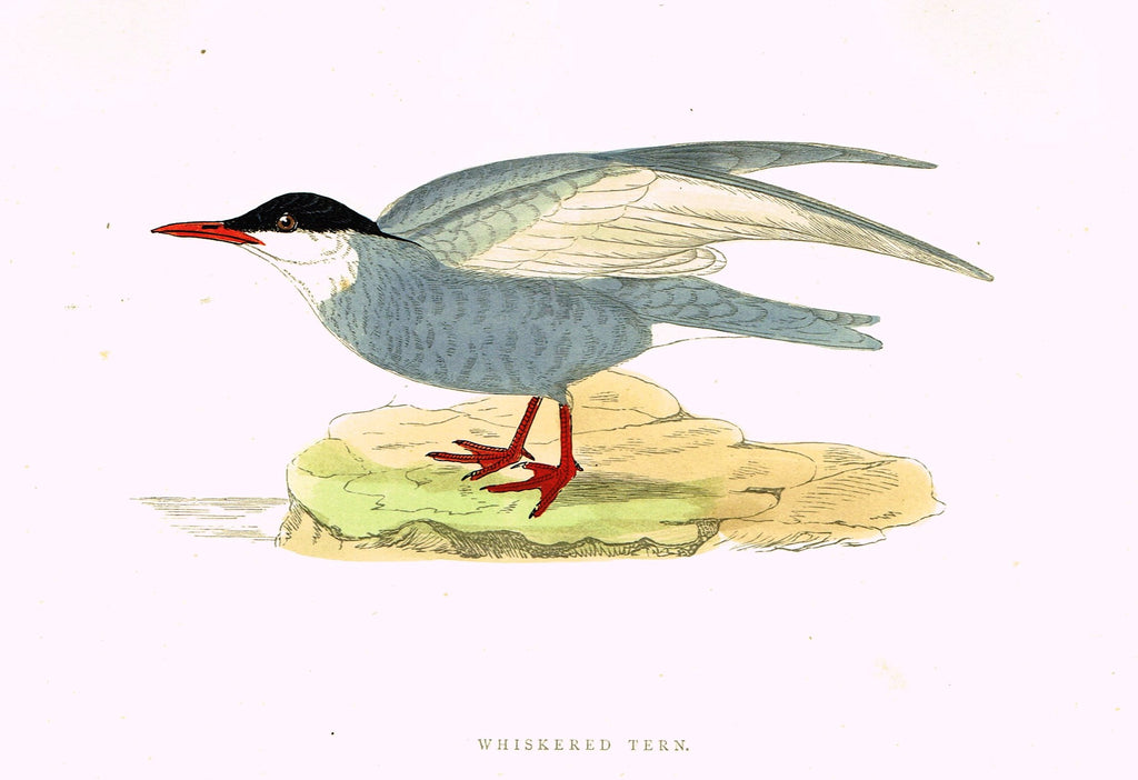Morris's Birds - "WHISKERED TERN" - Hand Colored Wood Engraving - 1895
