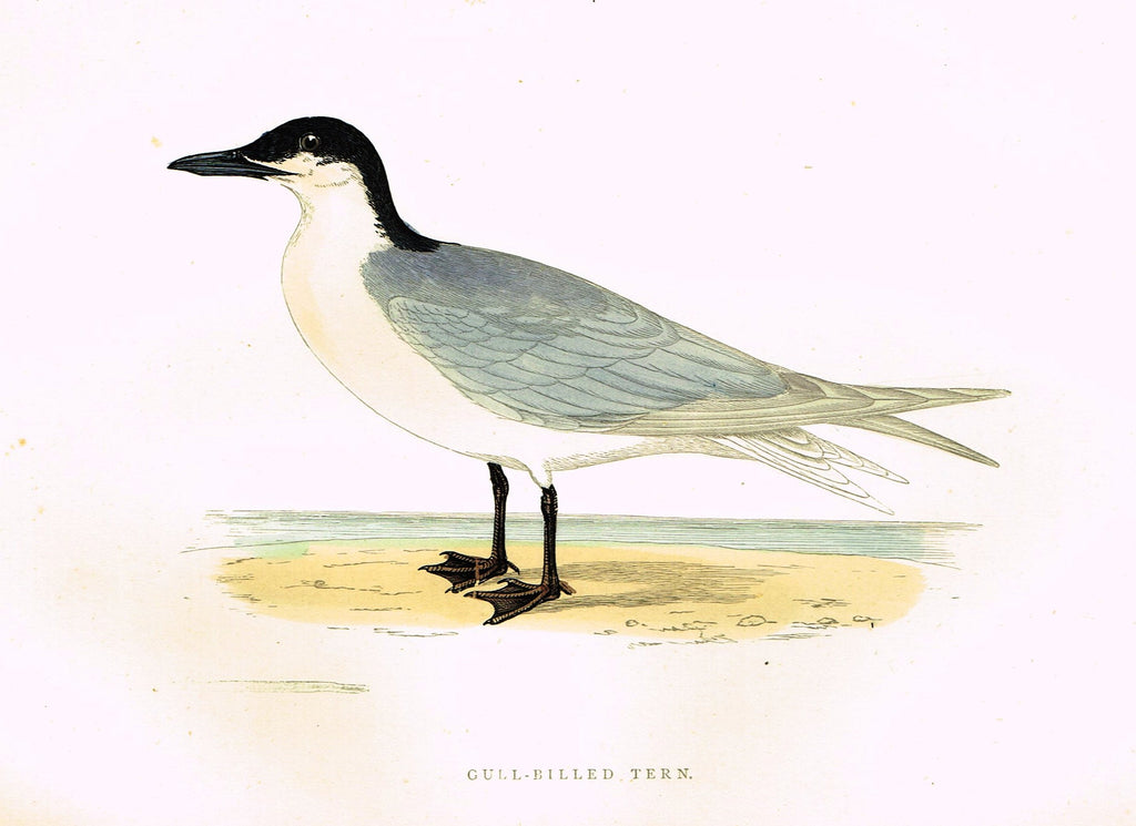 Morris's Birds - "GULL-BILLED TERN" - Hand Colored Wood Engraving - 1895