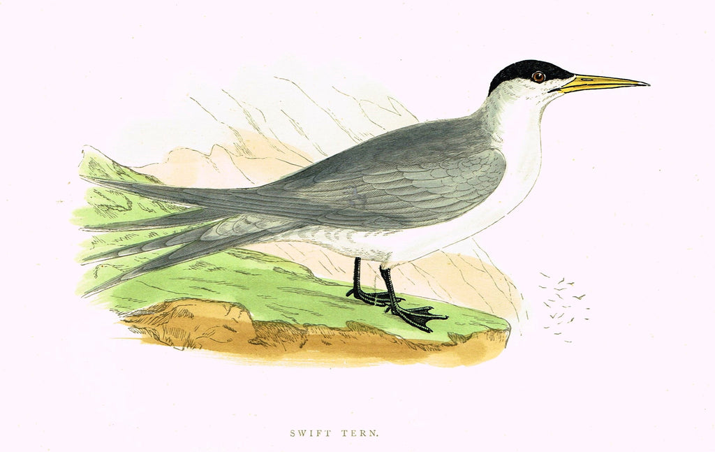 Morris's Birds - "SWIFT TERN" - Hand Colored Wood Engraving - 1895