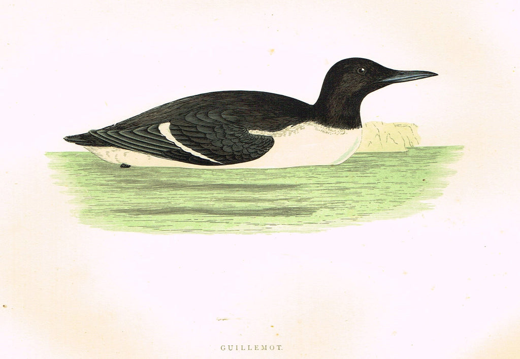 Morris's Birds - "GUILLEMOT" - Hand Colored Wood Engraving - 1895