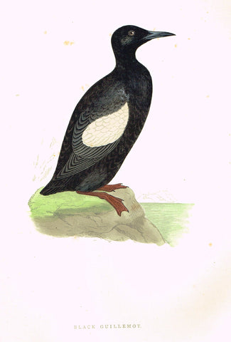 Morris's Birds - "BLACK GUILLEMOT" - Hand Colored Wood Engraving - 1895