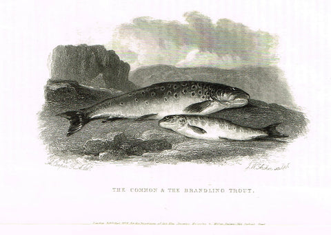 Ackermann's Sporting Magazine - FISH & FISHING - "THE COMMON & THE BRANDLING TROUT" - Steel Engraving - c1838 - Sandtique-Rare-Prints and Maps