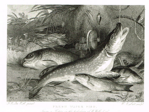 Ackermann's Sporting Magazine - FISH & FISHING - "FRESH WATER FISH" - Steel Engraving - c1838 - Sandtique-Rare-Prints and Maps