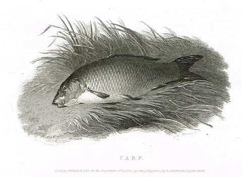 Ackermann's Sporting Magazine - FISH & FISHING - "CARP" - Steel Engraving - c1838 - Sandtique-Rare-Prints and Maps