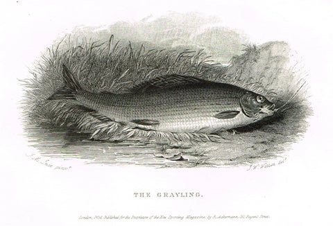 Ackermann's Sporting Magazine - FISH & FISHING - "THE GRAYLING" - Steel Engraving - c1838 - Sandtique-Rare-Prints and Maps