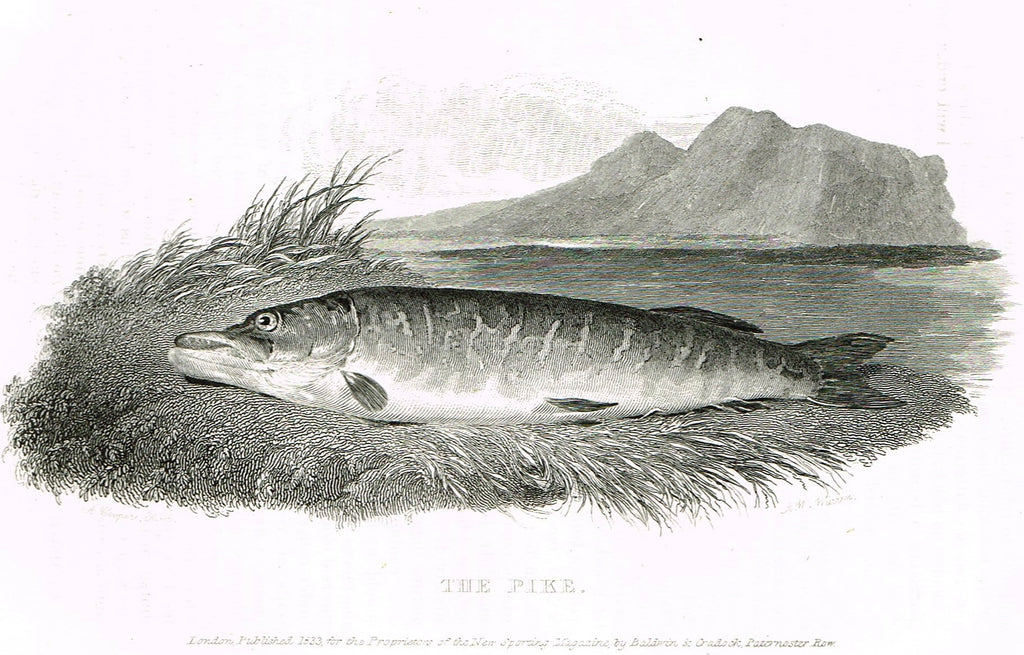 Ackermann's Sporting Magazine - FISH & FISHING - "THE PIKE" - Steel Engraving - c1838 - Sandtique-Rare-Prints and Maps