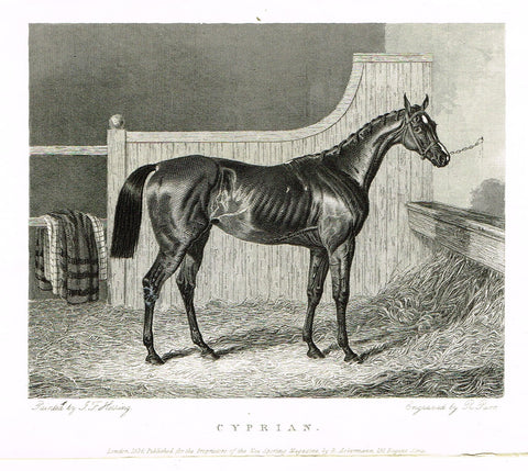 Ackermann's Sporting Magazine - HORSES - "CYPRIAN" - Steel Engraving - c1838 - Sandtique-Rare-Prints and Maps
