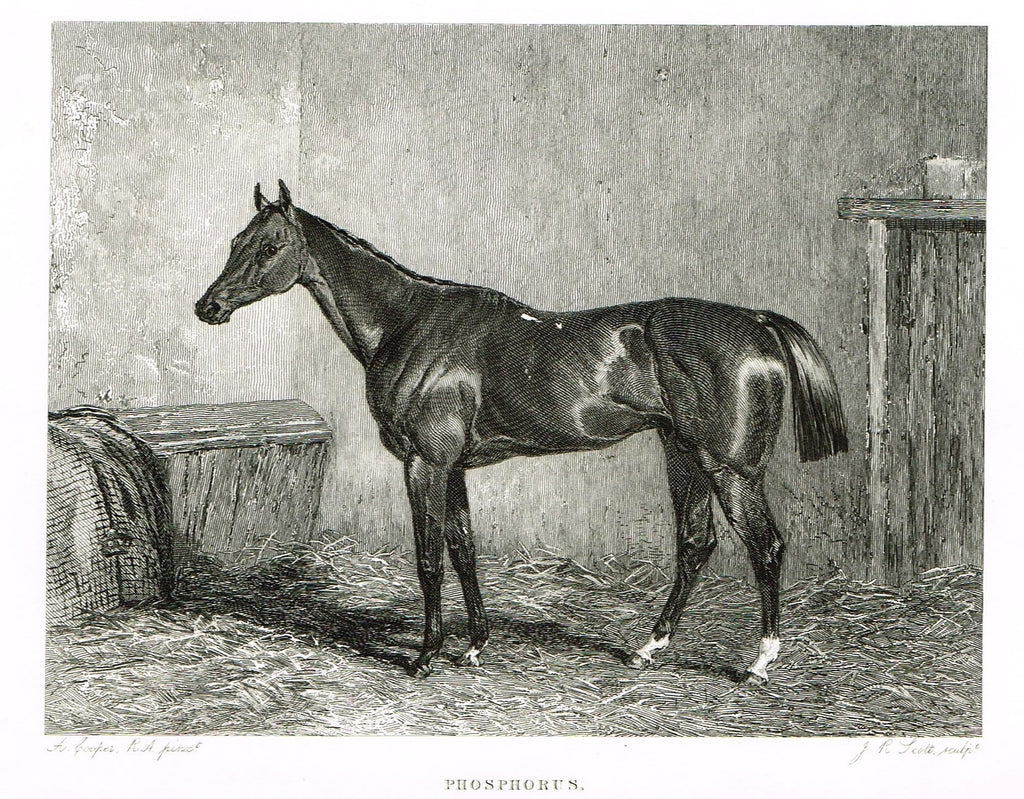 Ackermann's Sporting Magazine - HORSES - "PHOSPHORUS" - Steel Engraving - c1838 - Sandtique-Rare-Prints and Maps