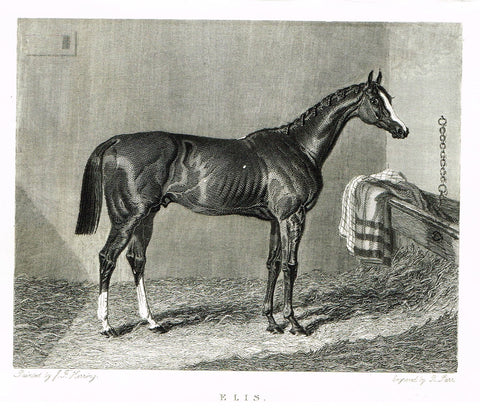 Ackermann's Sporting Magazine - HORSES - "ELIS" - Steel Engraving - c1838 - Sandtique-Rare-Prints and Maps