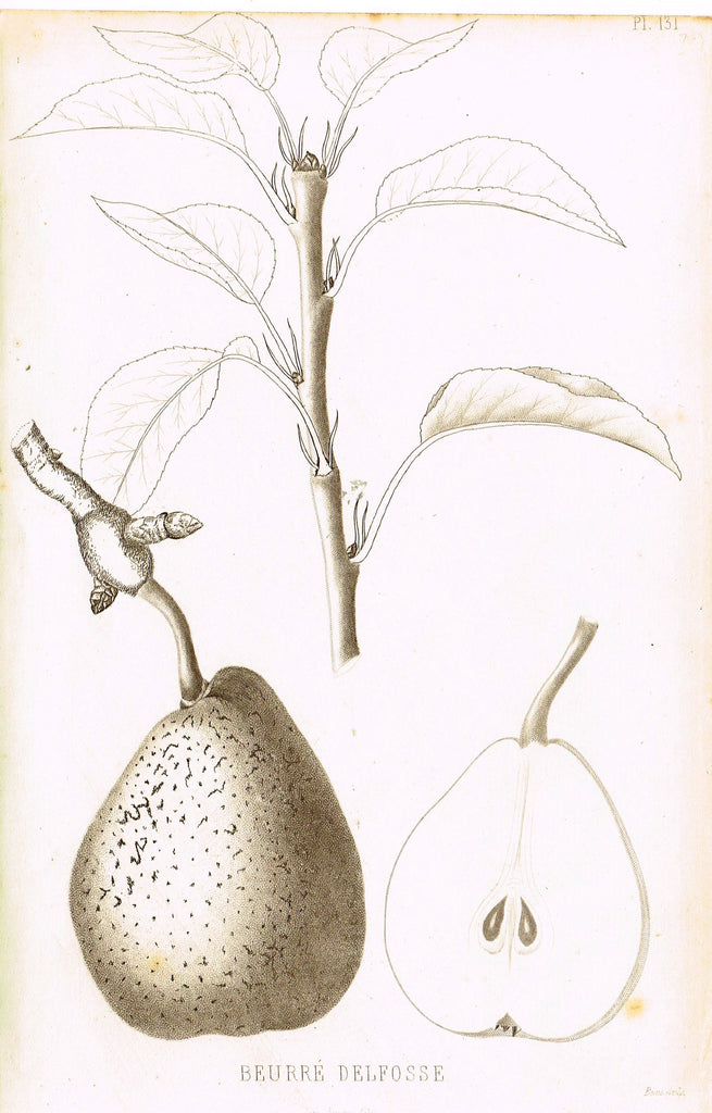 Pomologie de la France - "BEURRE DELFOSSE Pl. 131 (PEAR)" - Lithograph of Fruit - 1863