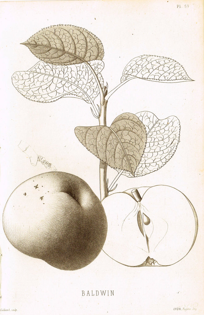 Pomologie de la France - "BALDWIN, Pl. 59 (APPLE)" - Lithograph of Fruit - 1863
