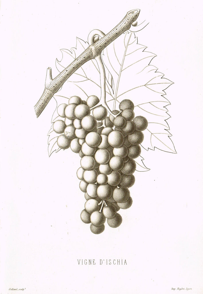 Pomologie de la France - "VIGNE D'ISCHIA, Pl. 18,  (GRAPES)" - Lithograph of Fruit - 1863