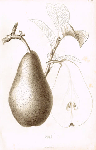Pomologie de la France - "CURE, Pl. 48,  (PEAR)" - Lithograph of Fruit - 1863