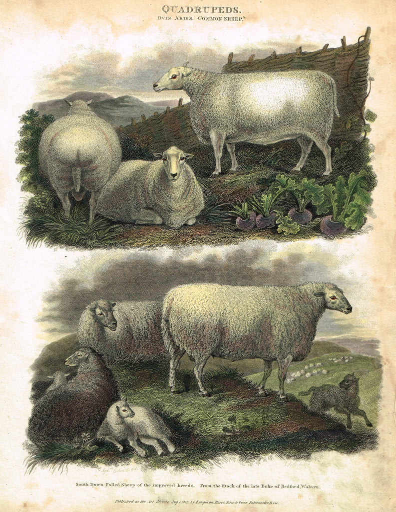 Antique Animal - Edwards's Quadrepeds - "OVIS ARIES - COMMON SHEEP" - Hand Colored Engraving - 1807