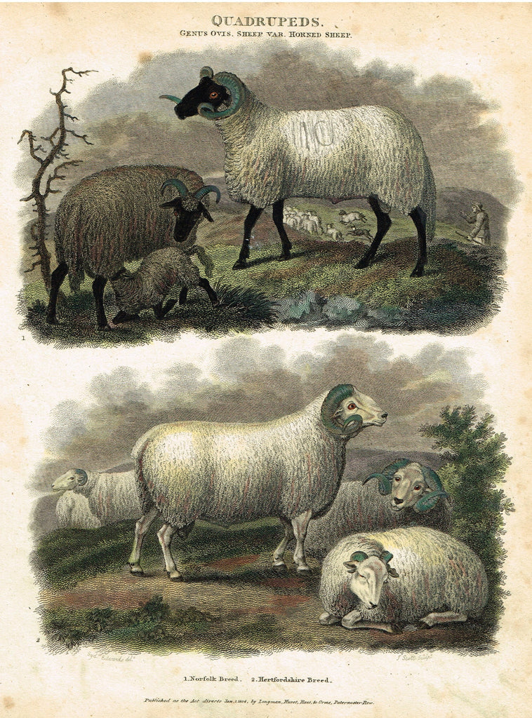 Antique Animal - Edwards's Quadrepeds - "GENUS OVIS - HORNED SHEEP" - Hand Colored Engraving - 1807