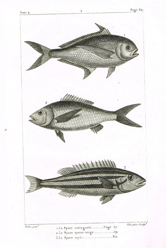 Lacepede's Fish - "LE SPACE CASTAGNOLE - Page 62" by Pretre - Copper Engraving - 1833