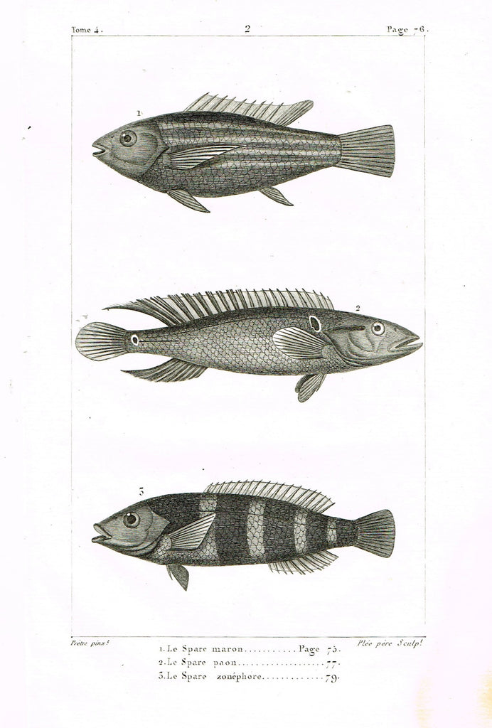Lacepede's Fish - "LE SPACE MARON - Plate 2" by Pretre - Copper Engraving - 1833