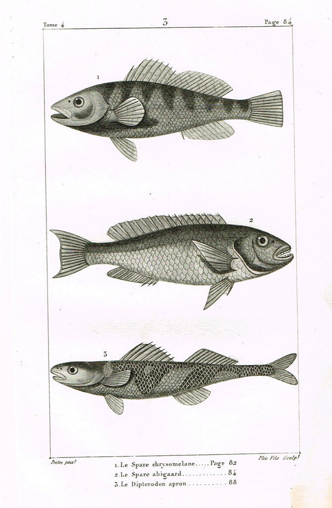 Lacepede's Fish - "LE SPARE CHRYSOMELANE - Plate 3" by Pretre - Copper Engraving - 1833