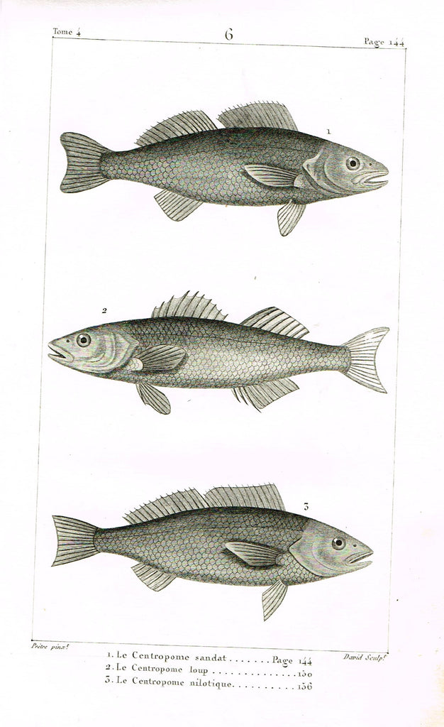 Lacepede's Fish - "LE CENTROPANE SANDAT - Plate 6" by Pretre - Copper Engraving - 1833