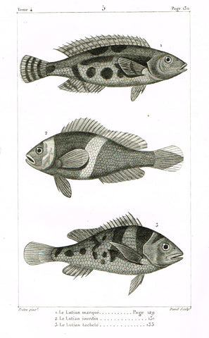 Lacepede's Fish - "LUTJAN MARQUE - Plate 5" by Pretre - Copper Engraving - 1833
