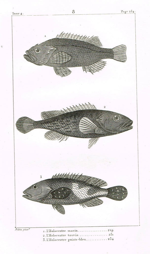 Lacepede's Fish - "L'HOLOCENTRE SOGO - Plate 8" by Pretre - Copper Engraving - 1833