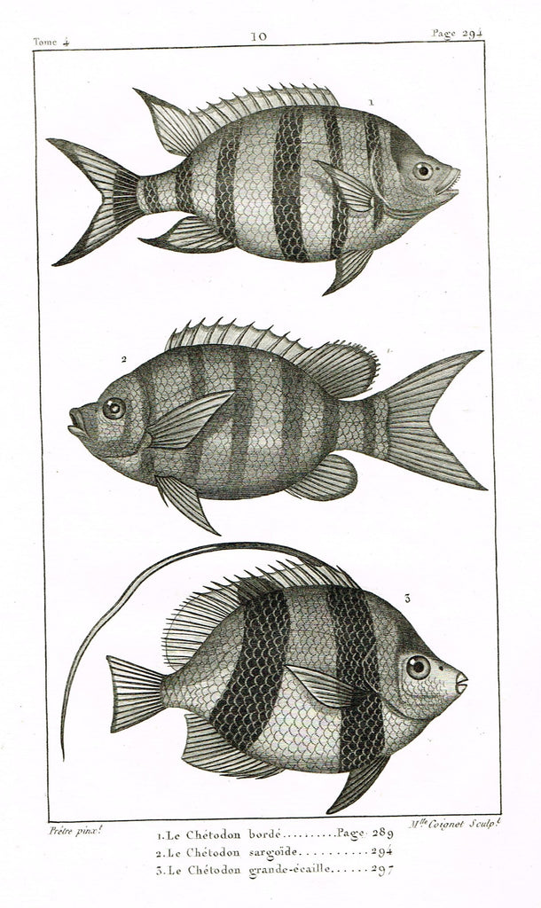 Lacepede's Fish - "LE CHETODON BORDE - Plate 10" by Pretre - Copper Engraving - 1833