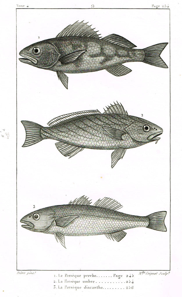 Lacepede's Fish - "LE PERSEQUE PERCHE - Plate 9" by Pretre - Copper Engraving - 1833