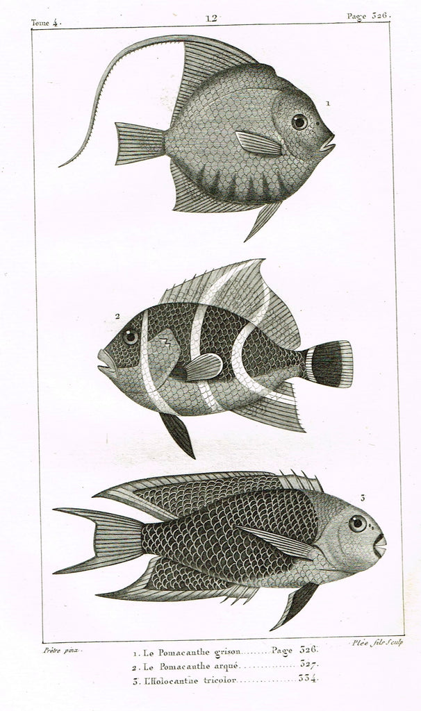 Lacepede's Fish - "LE POMACANTHE GRISON - Plate 12" by Pretre - Copper Engraving - 1833