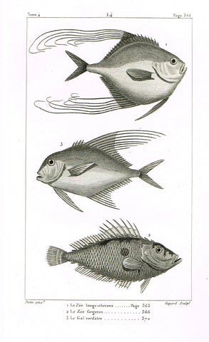 Lacepede's Fish - "LE ZEE LONGS-CHEVEUX - Plate 14" by Pretre - Copper Engraving - 1833