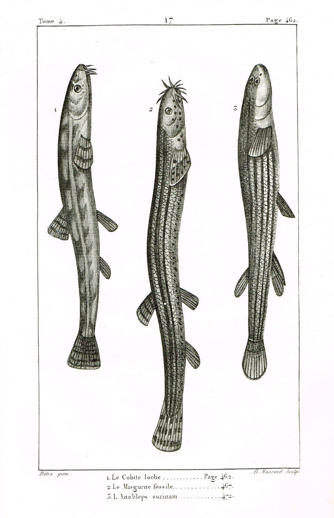 Lacepede's Fish - "LE COBITE LOCHE - Plate 17" by Pretre - Copper Engraving - 1833