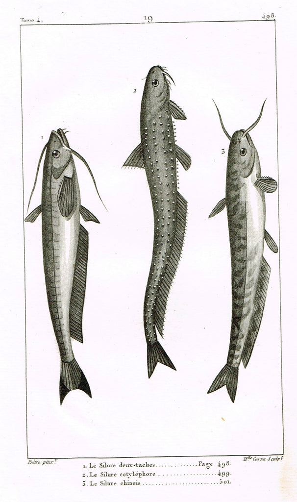 Lacepede's Fish - "LE SILURE DEUX-TACHES - Plate 19" by Pretre - Copper Engraving - 1833