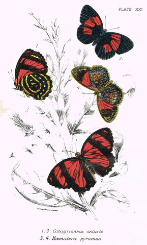 Kirby Butterflies - "CATAGRAMMA ASTARTE - PLATE XXI" - Chromolithograph - 1896